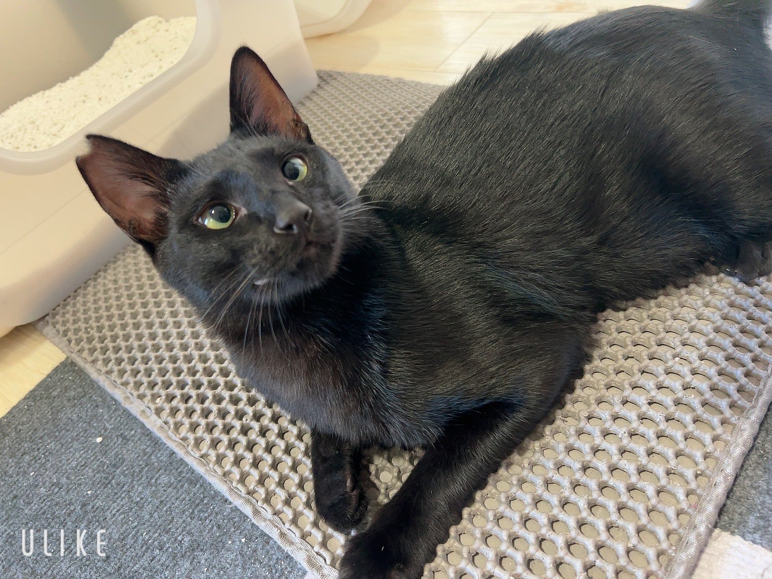 黒猫3兄妹 on X: 