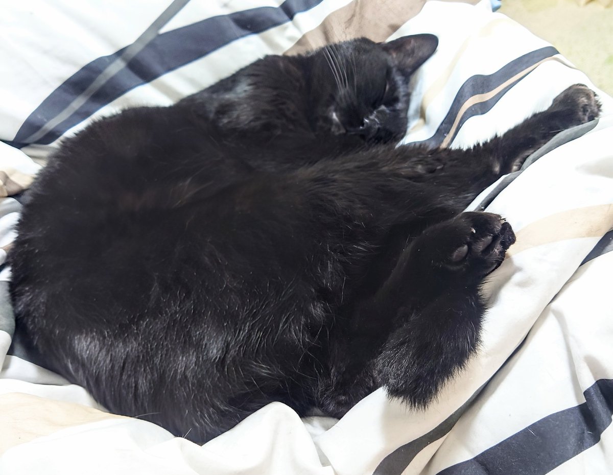 にゃぱねっと♂ (@288os) / X