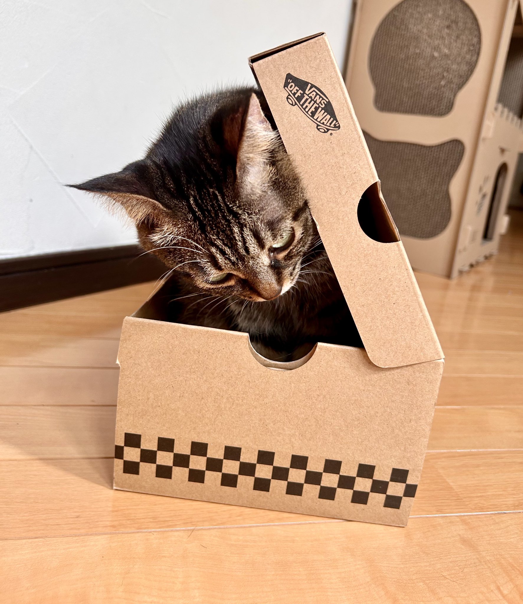 ねここ on X: 