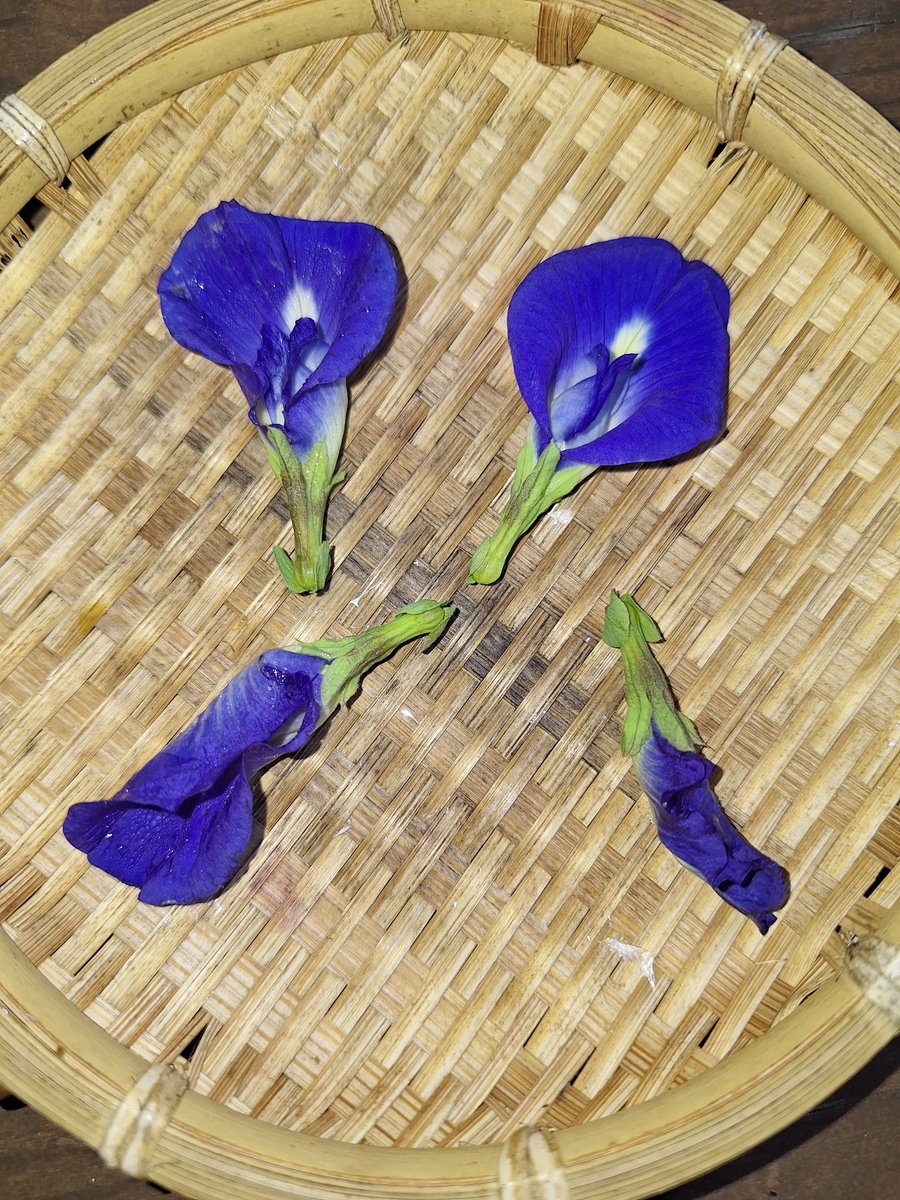 小豆ページ 71obPzubVFL._UF350,350_QL50_.jpg