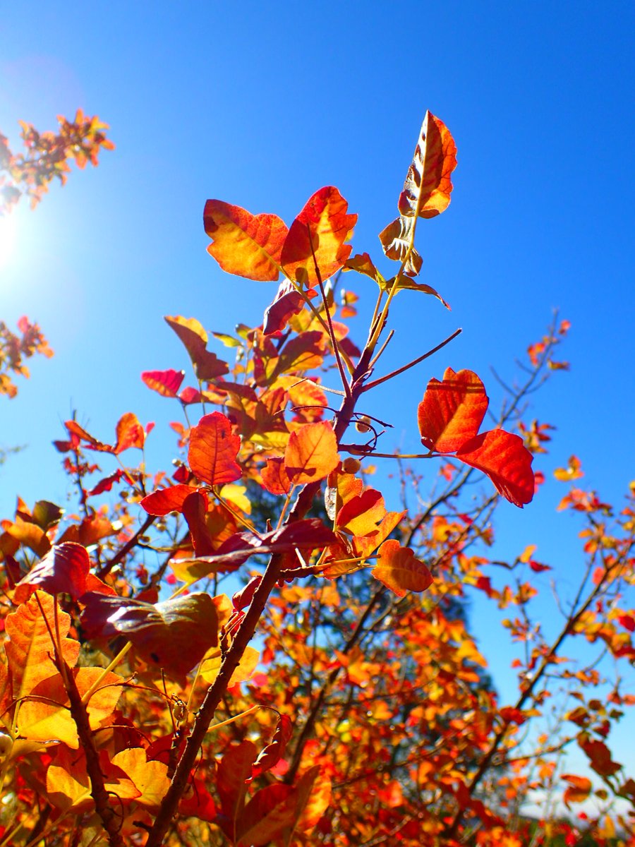 <a href="/TheRealHoarse/">The Hoarse Whisperer</a> I did not get poison oak this week.