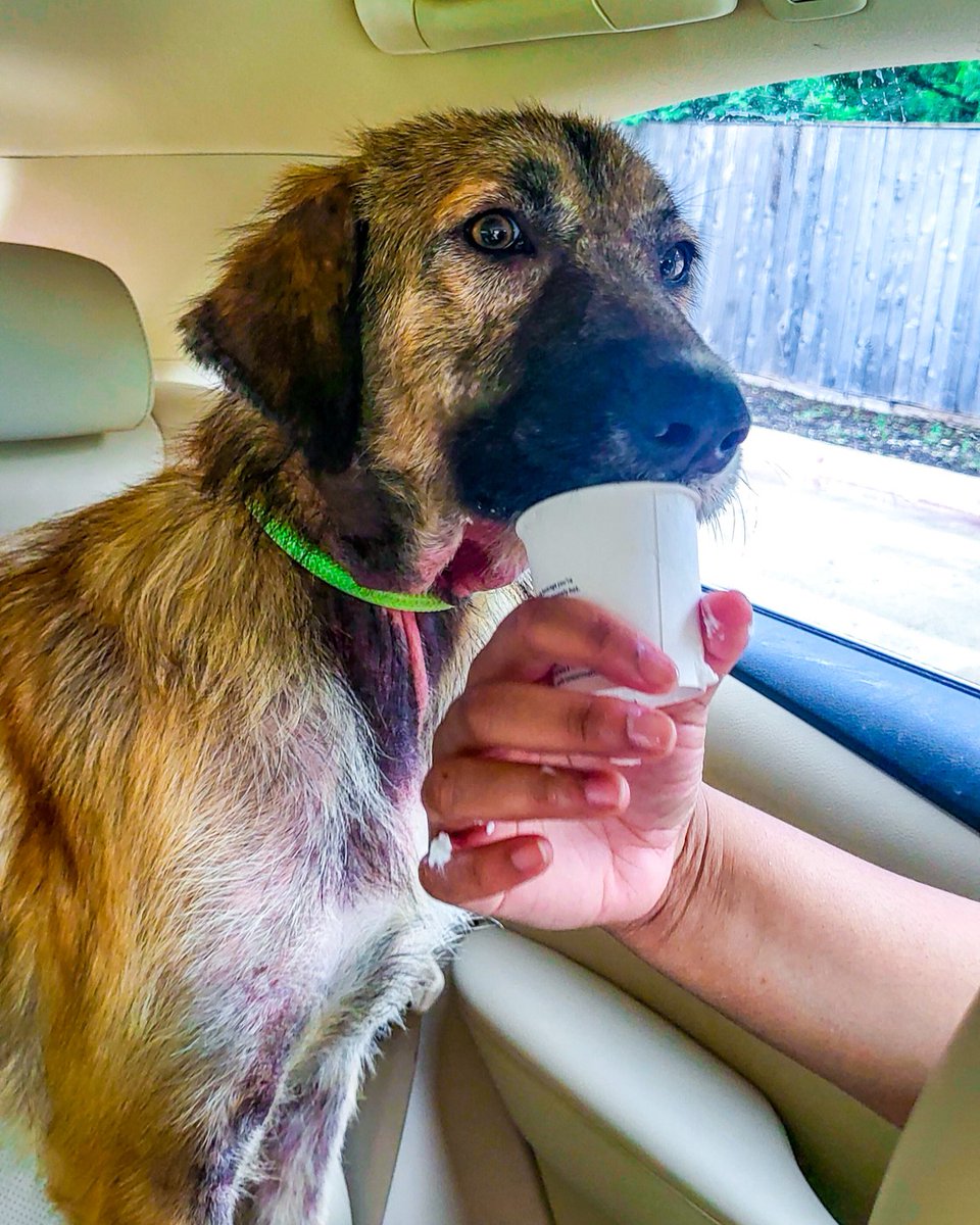 PetCircleWaco's tweet photo. π Remember Galadriel? | 2-yrs-old | 62 lbs. | Gentle Adventurer!
πΎ Friendly with people & pups, loves to explore & eat yummy pup cups. π₯€ She is ready to steal your heart? π Come meet this sweetheart!
#wacotexas #wacotx #petcirclewaco #offthecircle #adoptdontshop https://t.co/7r3OSsiOtQ