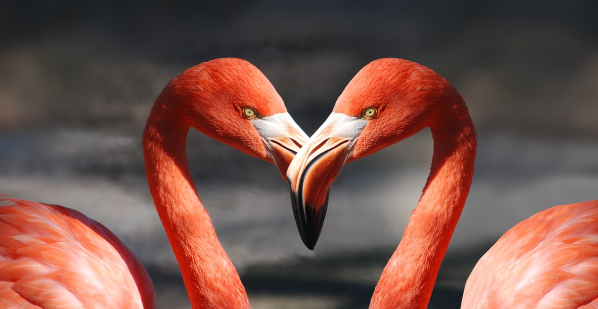 BethFratesMD's tweet image. Nature stuns....💗

#fridaythought #nature #beauty