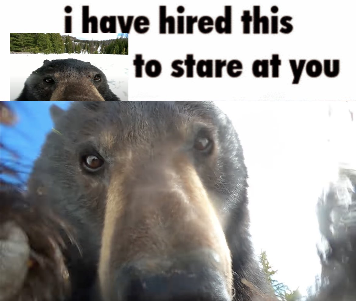 BearyDales (@bearydales) on Twitter photo 