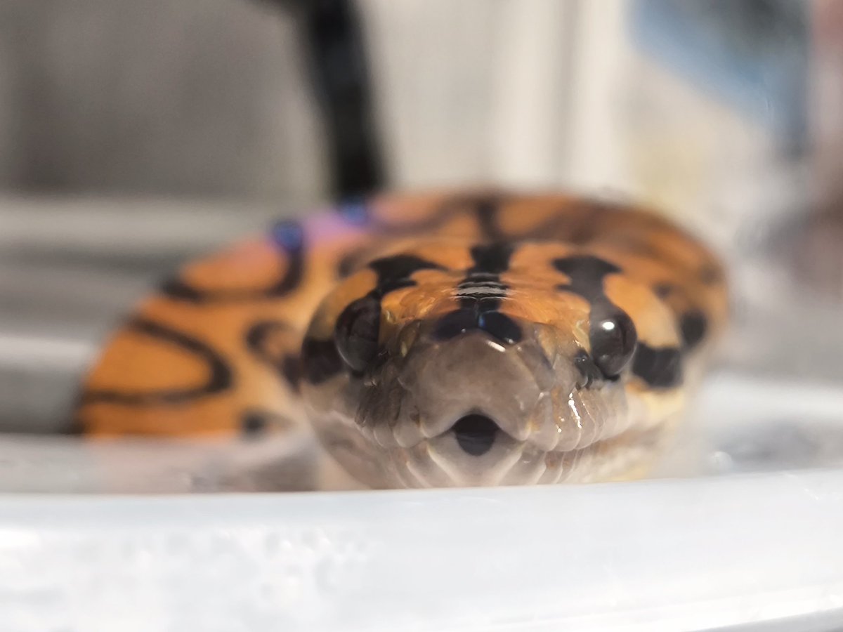 タッパーにお水入れすぎて漬かりにくいらしい🤣