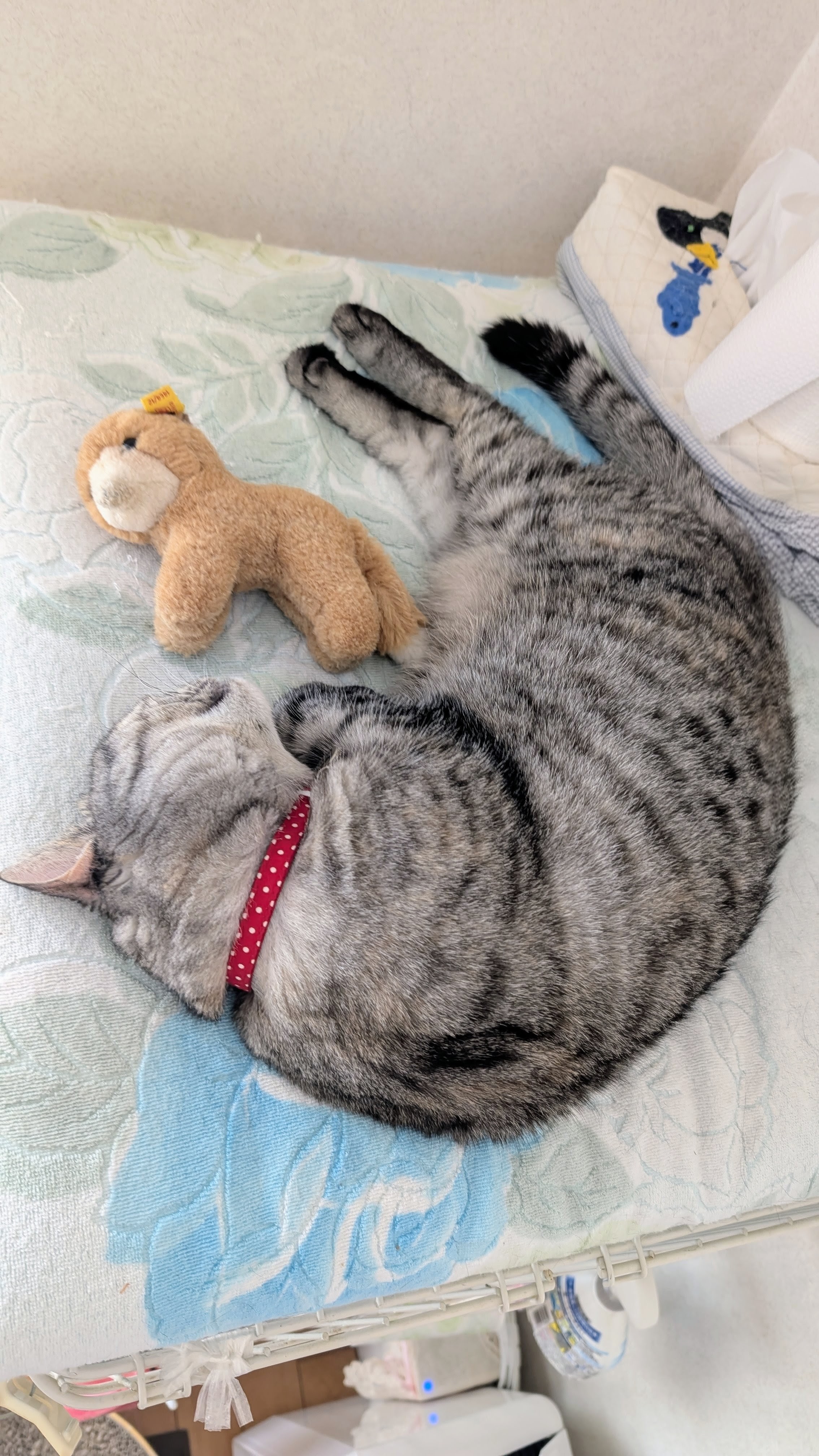 猫さん ZILLION's猫さん | 保護猫カフェ CATSPOT ZILLION