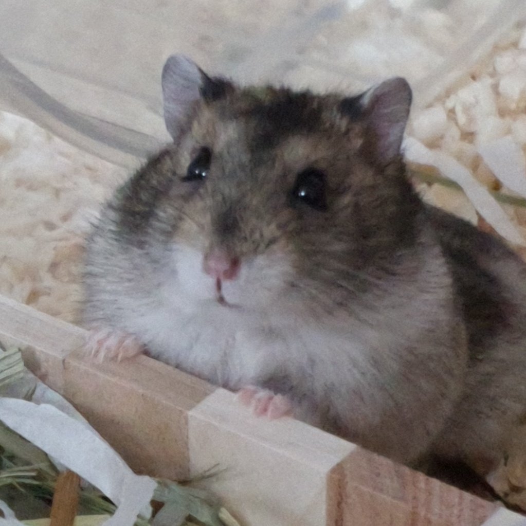 생후2개월의사이즈