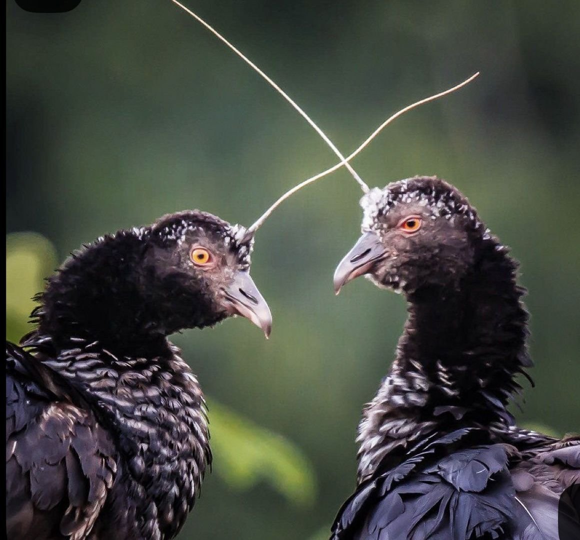 me and my friend when we say the same thing at the same time