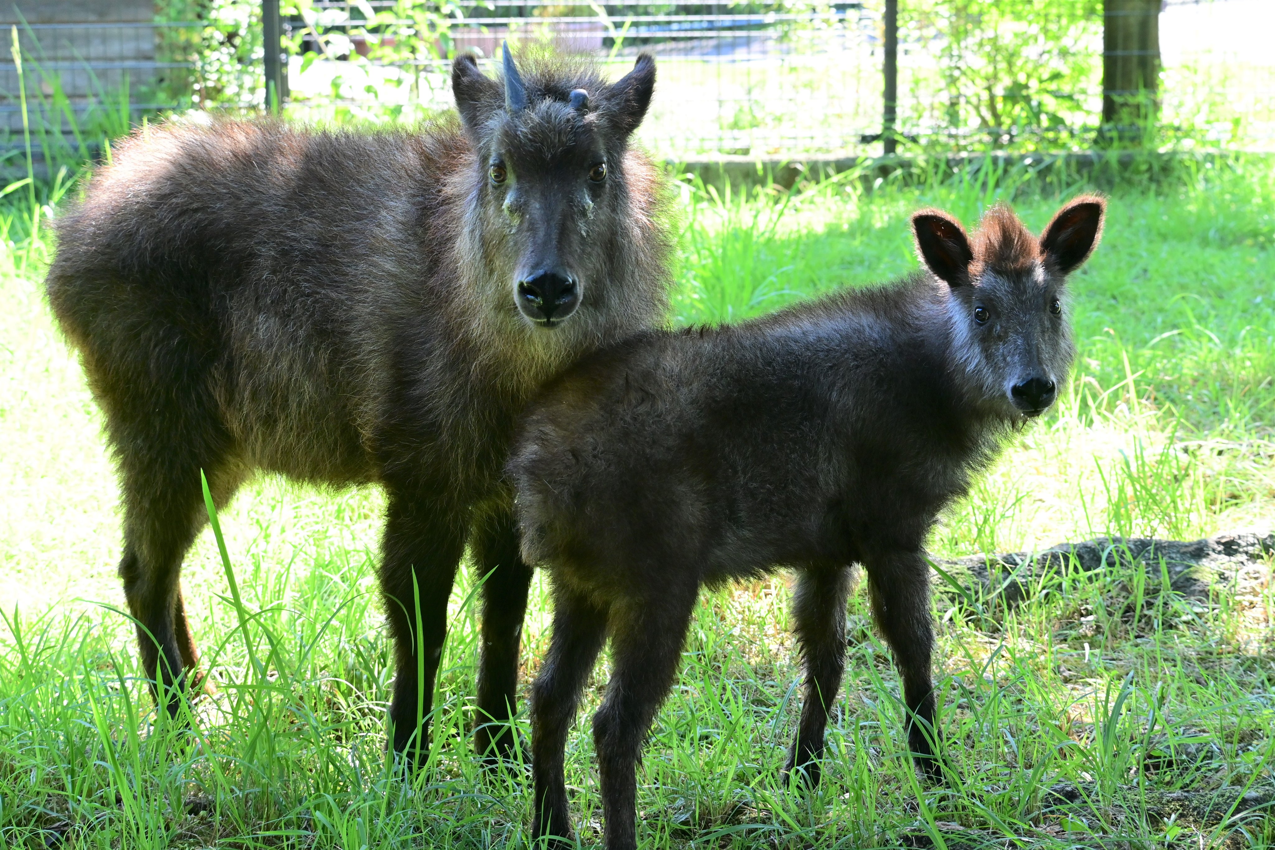 和の森わんぱーくこうちアニマルランド［公式］ on X: 