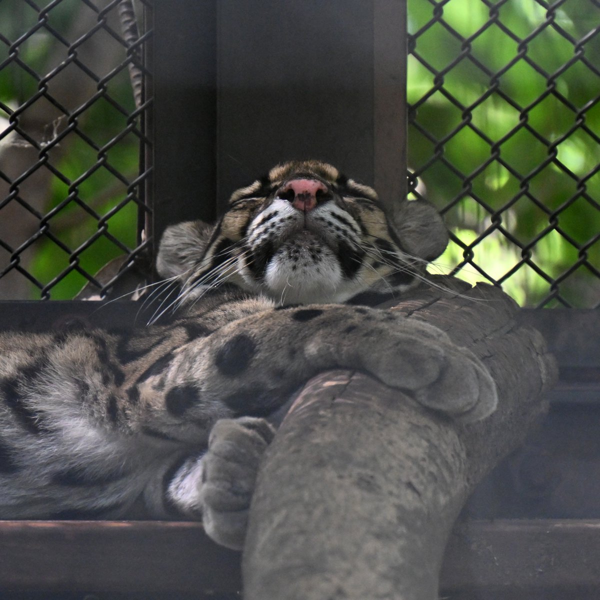 zooman_koichi's tweet image. 眠たくなったら
のんびりと昼寝をしましょう
ただし 椅子の上から落っこちないようにね😁
#ウンピョウ #ズーラシア #CloudedLeopard #ZOORASIA