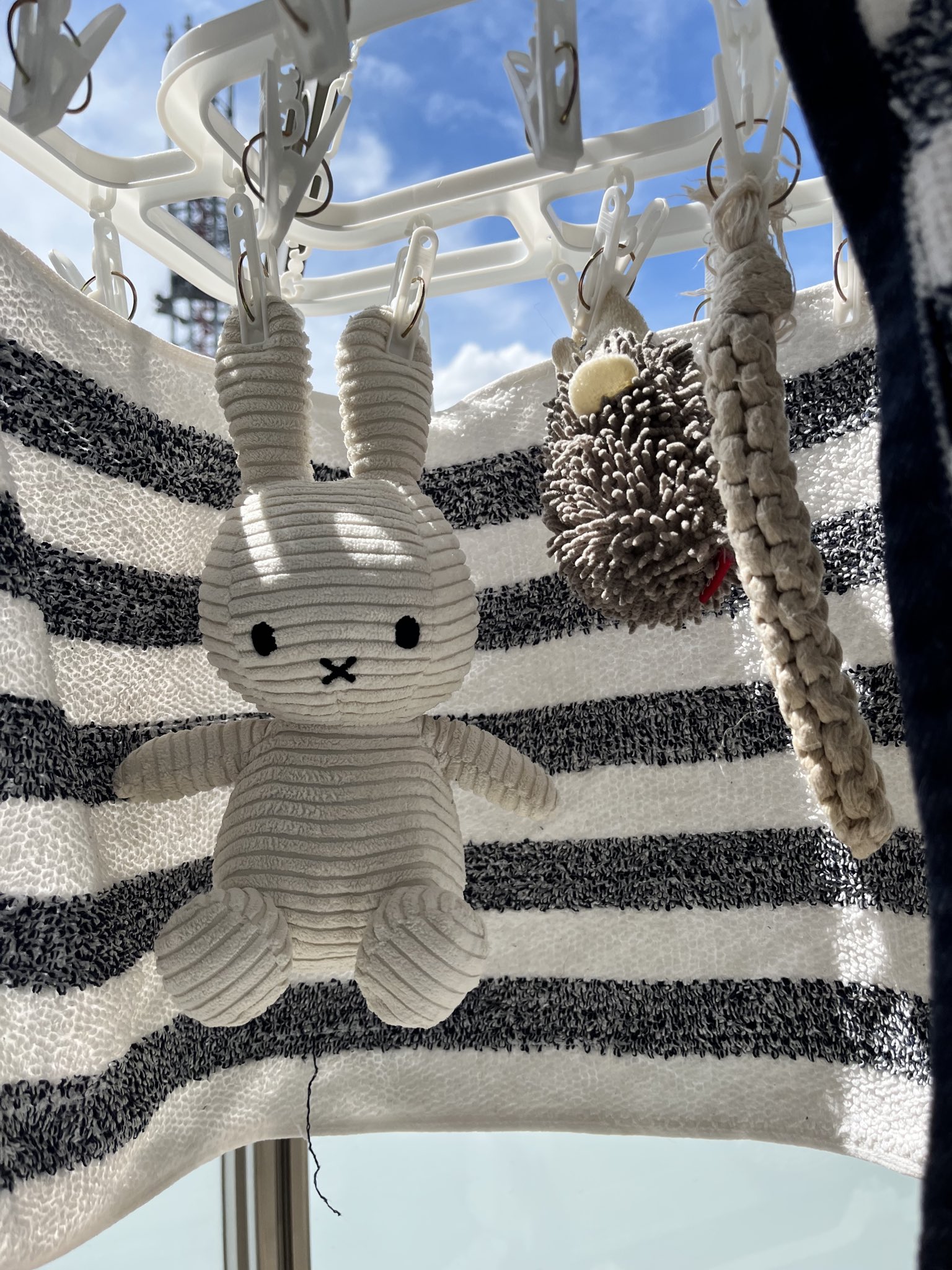 框(キョウ) (@86apricotton) / X