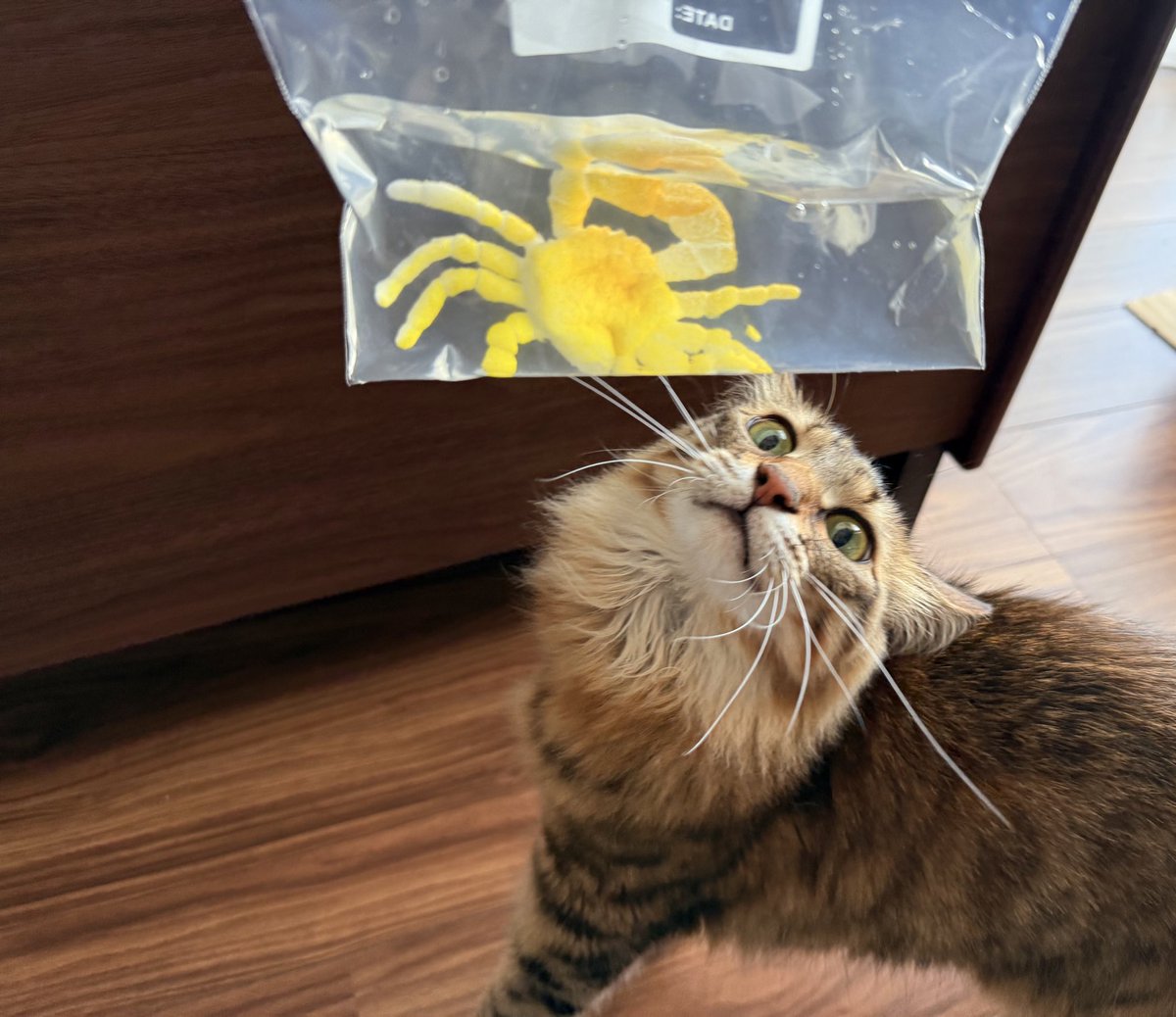 水に漬けておくとでかくなる🦀のおもちゃにビビっている猫

#今日のにゃとぴ  
#猫のいる暮らし𓏲𓎨 #cat 
#ねこかわいいね