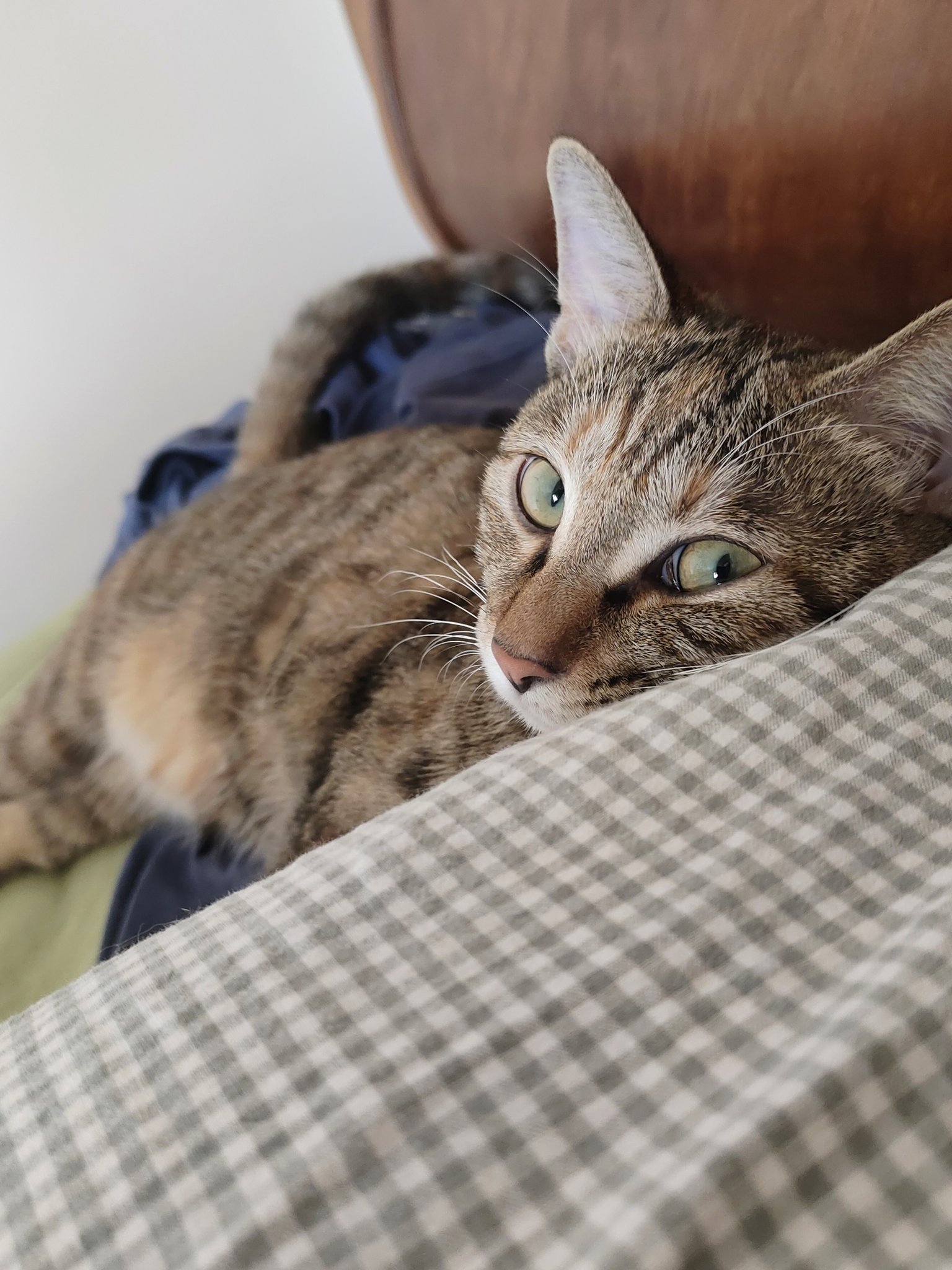 猫 楽天市場】猫 おもちゃ ネコ ボール ねずみ オモチャ 玩具 猫の