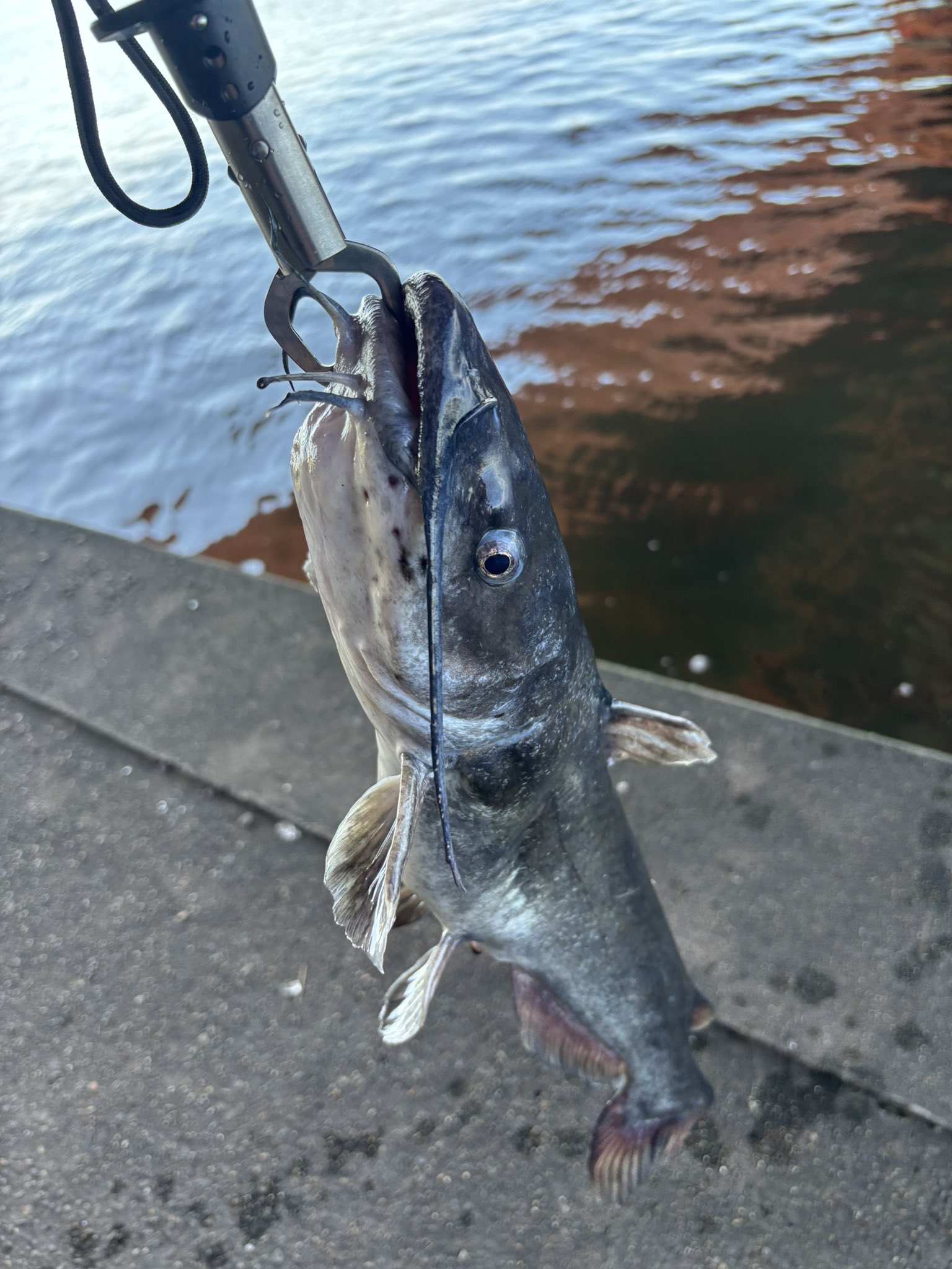 東北鮎人 シマノ(SHIMANO) 友鮎ZX H2.5-85/90ZX 330161