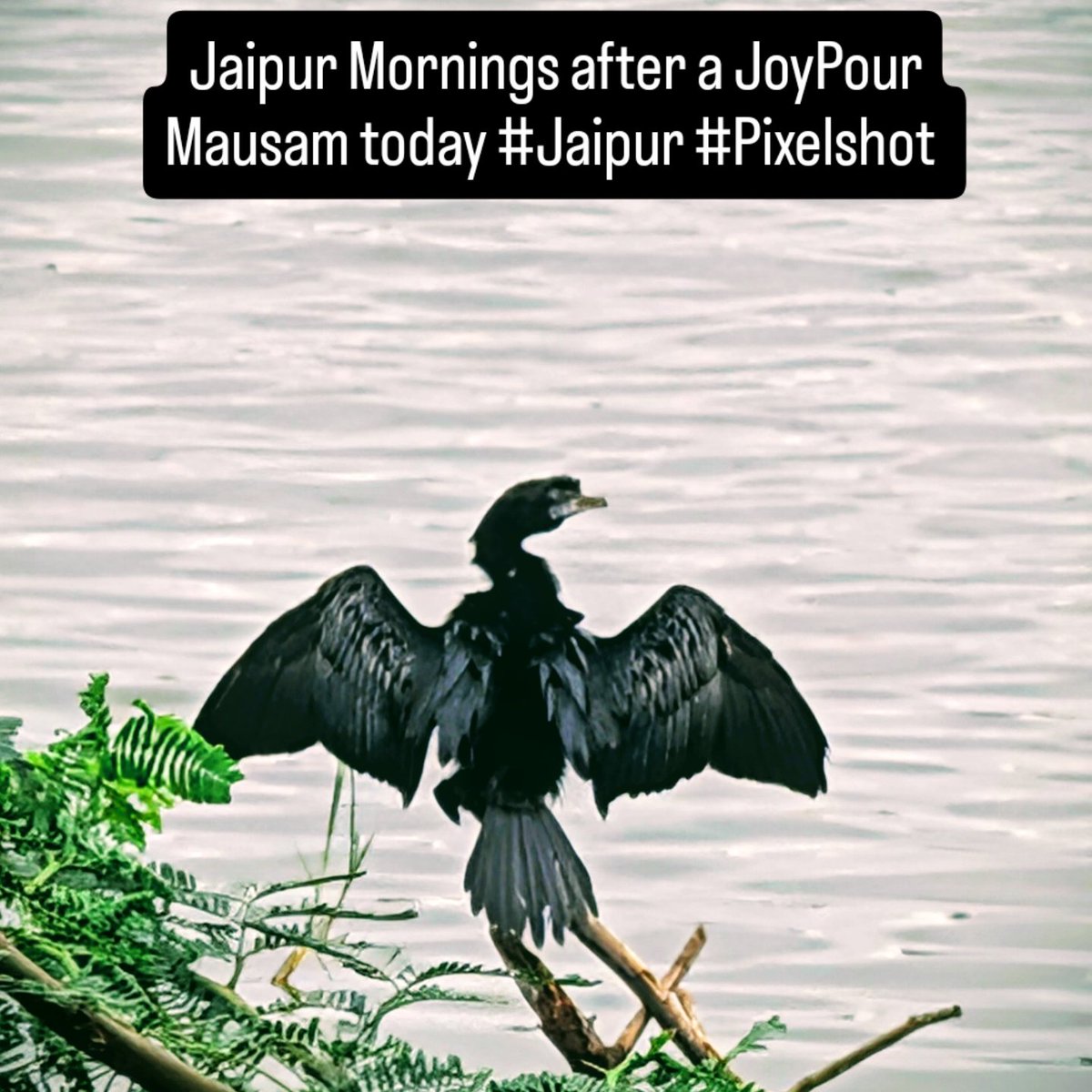 p1j's tweet image. Jaipur Mornings after a JoyPour
Awesome Mausam today #Jaipur #Pixelshot  with @sachinchatte