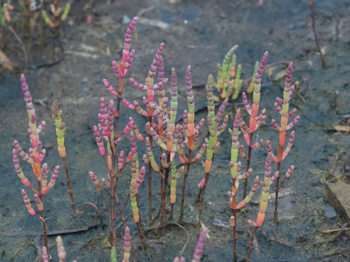 アッケシソウ（サンゴ草）の紅葉には早かった。けれども、単体では紅葉しきる前がカラフルで一番美しいのですよ。
