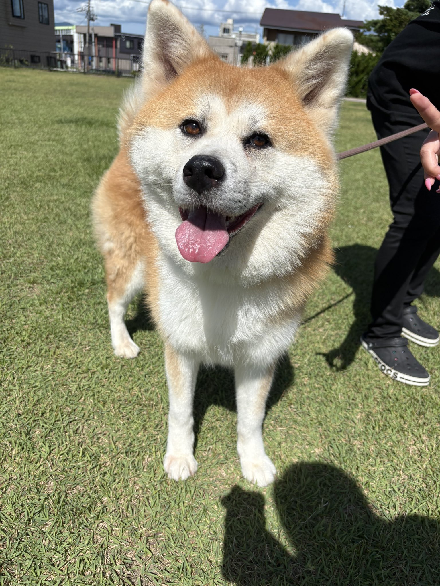 秋田犬の里【公式】 on X: 