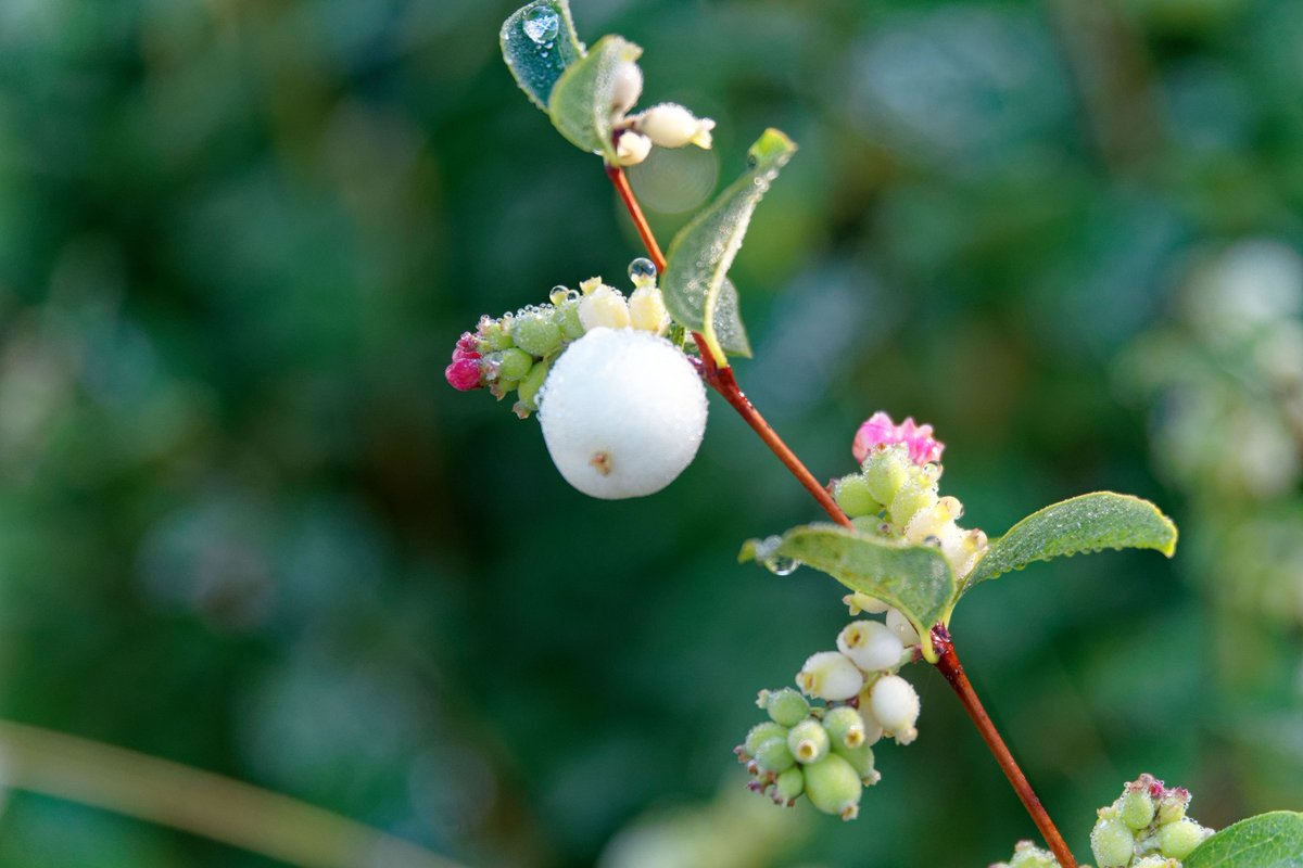 Snow Berry...Pop Me!