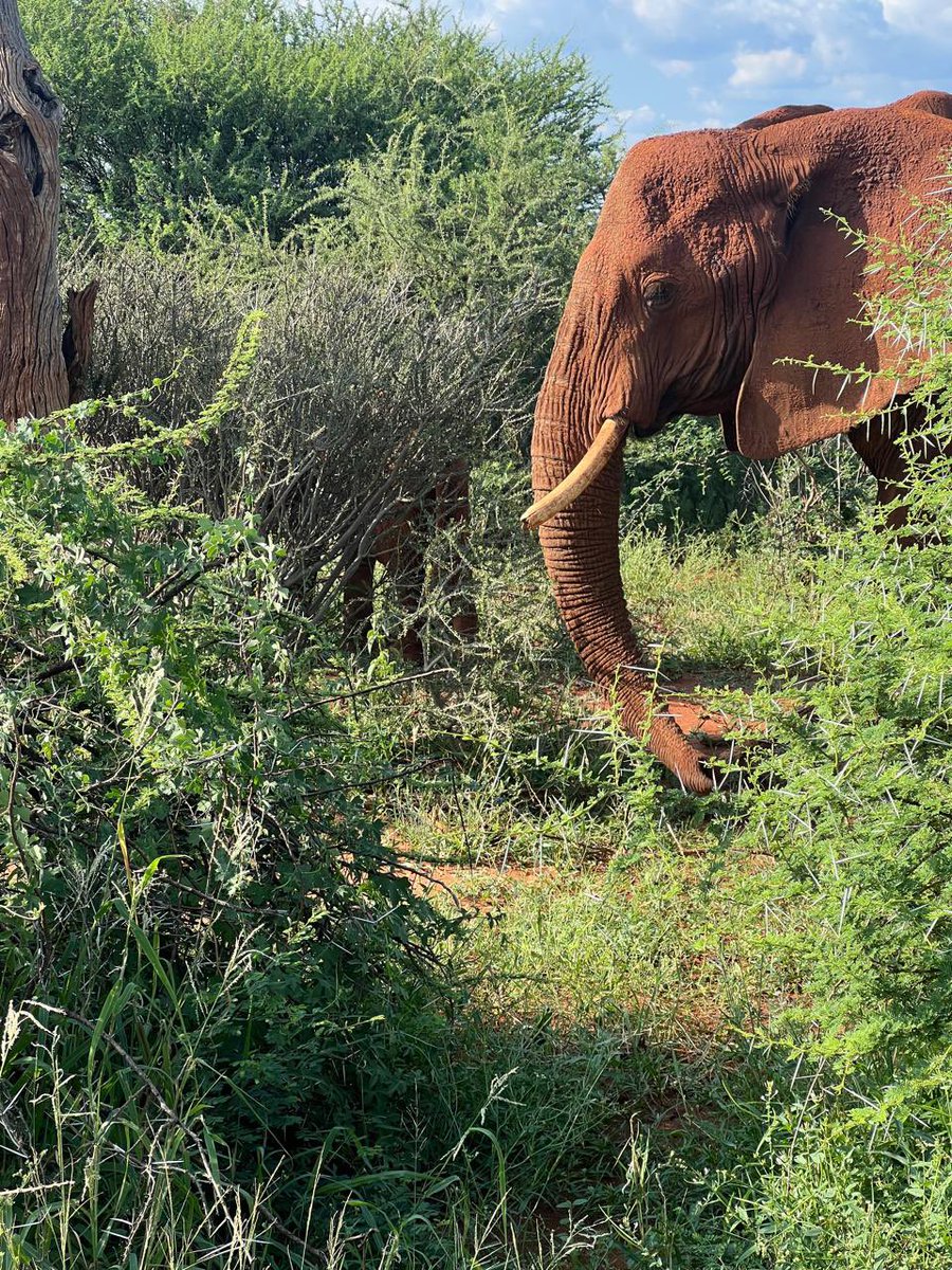 emsfoundation.org.za/the-economic-i…
This technical report is a critical review of a recent peer-reviewed paper “Assessing the contributions of hunting tourism to the South African economy: a post-covid analysis”, by van der Merwe and Saayman (2025). 

“This report is divided in five