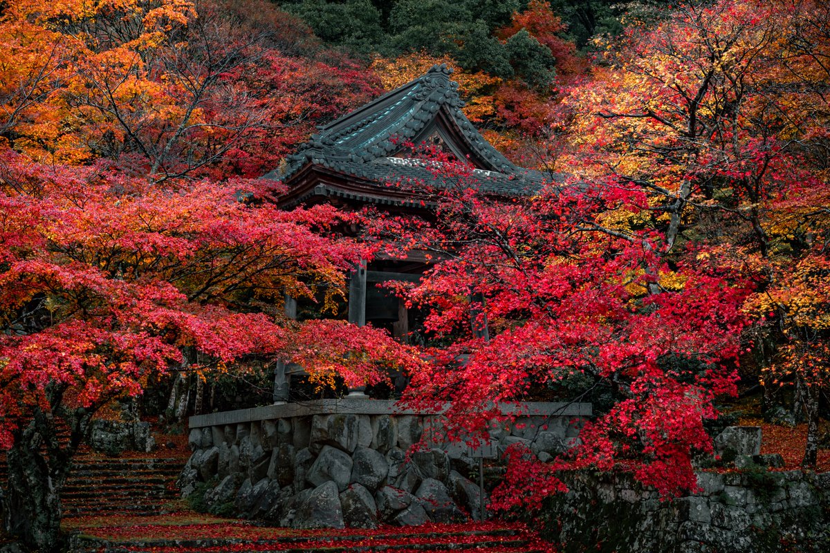 紅葉は散り際もまた美しいのです。