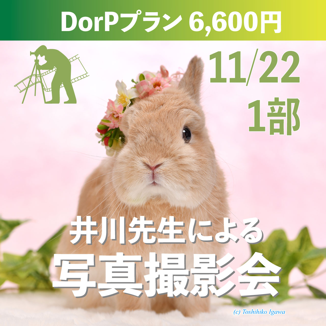 うさぎのしっぽ　うさぎのフード うさぎのしっぽ うさぎのフード うさぎの飼い方・病気情報、通販