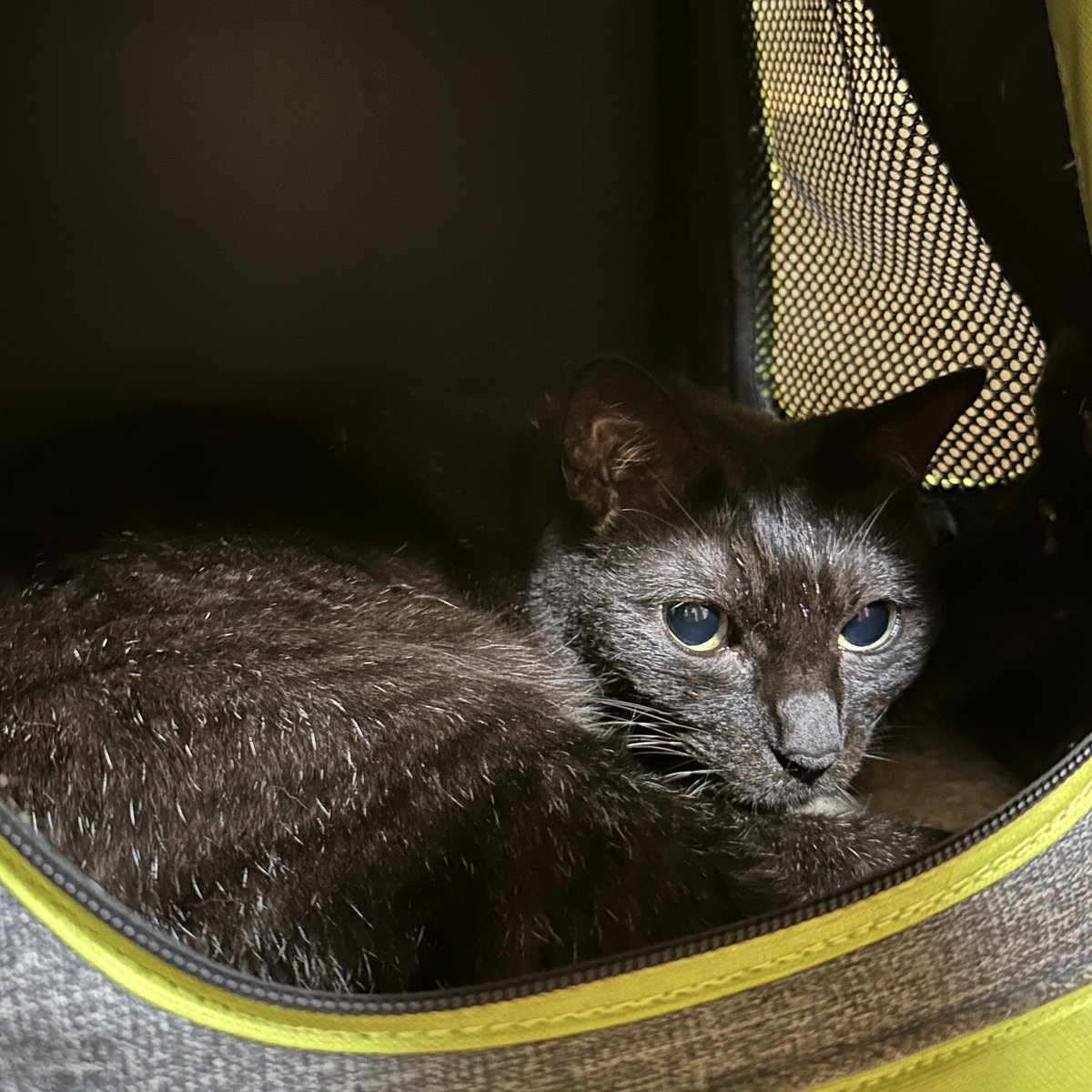 おはようございます(='ᆺ'=)

掃除機は
　きらいだからもう
　　やめとくれ

ひびき🐈‍⬛

nyalista.base.shop

#猫 #猫のいる暮らし #猫好きさんと繋がりたい #猫耳 #ネコミミコーヒーフィルター #ニャリスタ #コーヒー #カフェ