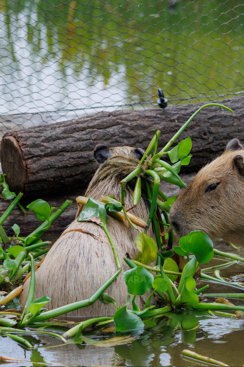 ささ @sasa.capybara (@ice3kyoudai) / X