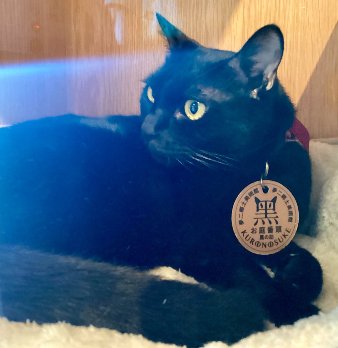 YumejiArtMuseum's tweet photo. 黑の助出勤したにゃん🐾
皆さまに会えるのを楽しみに待ってるにゃん🐾
#夢二郷土美術館 #お庭番 #猫 #ねこ #黑の助 #岡山 #かわいい #yumejiartmuseum #cat #kuronosuke #okayama #梦路 #大正罗马 #黑猫 #日本 #夢二 #美術館 #大正浪漫 #japan #art #instagood #atworktoday #yumeji #瀬戸内 #アート https://t.co/YgDroS2af6