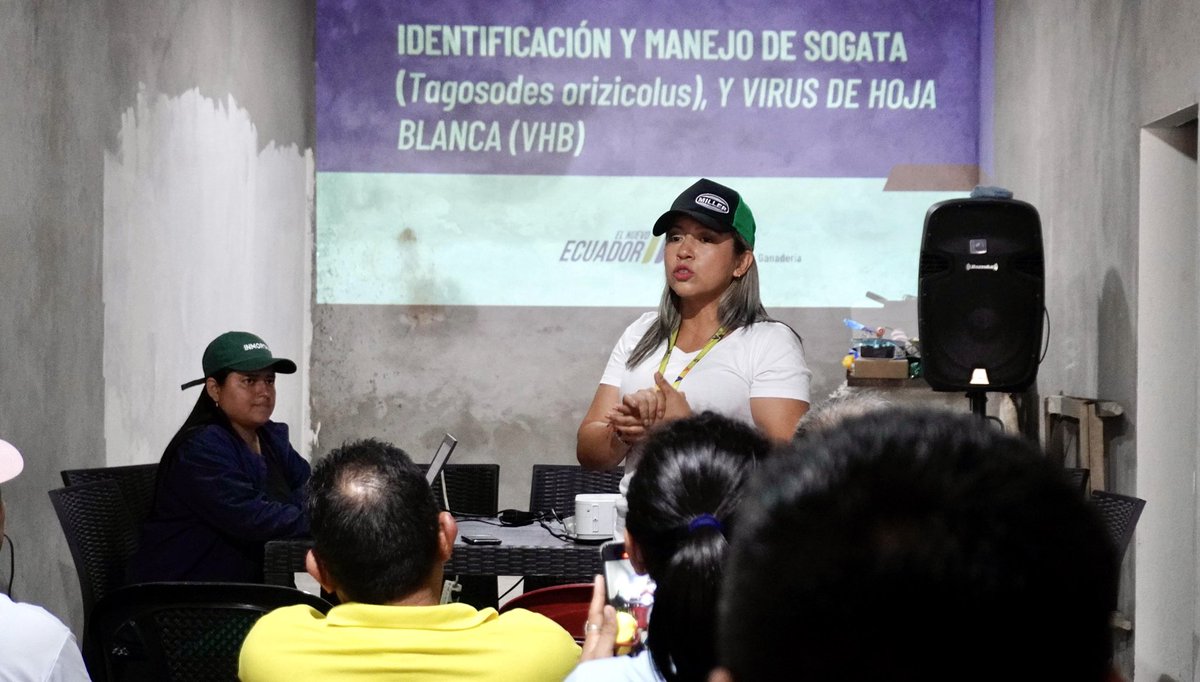AgriculturaEc's tweet photo. #ElNuevoEcuadorImpulsa la capacitación de productores de Daule, #Guayas, fortaleciendo sus capacidades en Buenas Prácticas Agrícolas y manejo de la sogata, en coordinación con @AgrocalidadEC.

✅ Con estas acciones, el #MAGP protege los cultivos, mejora la productividad y apoya de manera directa a los agricultores que garantizan alimentos de calidad para todos los ecuatorianos.

#ElNuevoEcuador 🇪🇨