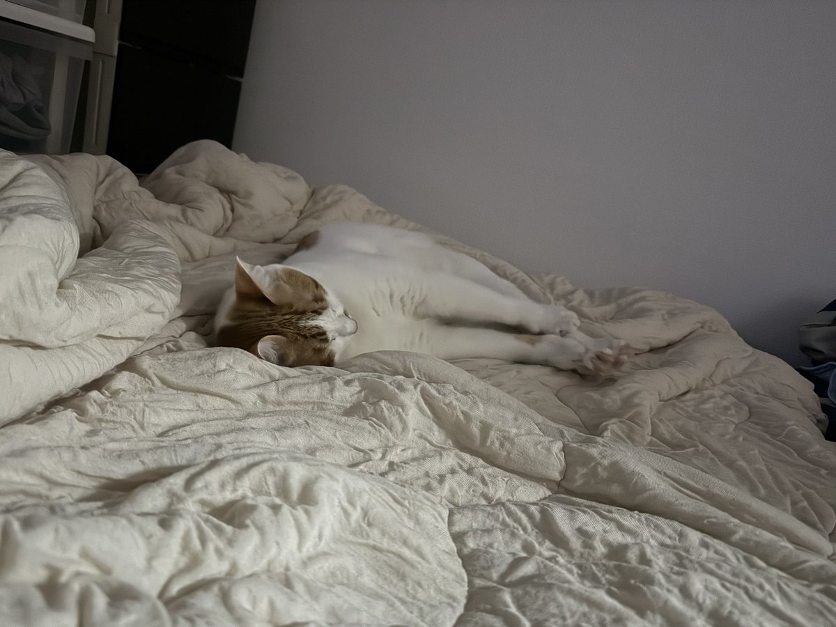最近人間の寝る場所が猫たちに奪われまともに寝れません😂なぜ枕や布団のど真ん中に寝るのか！挙句に足をこじ開け足と足の間に入ってきます😭

#猫好きさんと繋がりたい #猫あるある