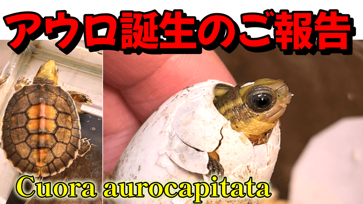 000kamezo's tweet photo. アウロ誕生のご報告♪
改めまして、サムネをこちらに変更しました。
コガネハコガメの繁殖に成功しました😆
たくさんのお祝いコメントありがとうございます!
駆けつけてくれた東くんとの会話と共にお楽しみ頂けたら幸いです♪
#Cuora
#aurocapitata
https://t.co/h9U3DyluUF @YouTubeより https://t.co/H1tNoMSv1g