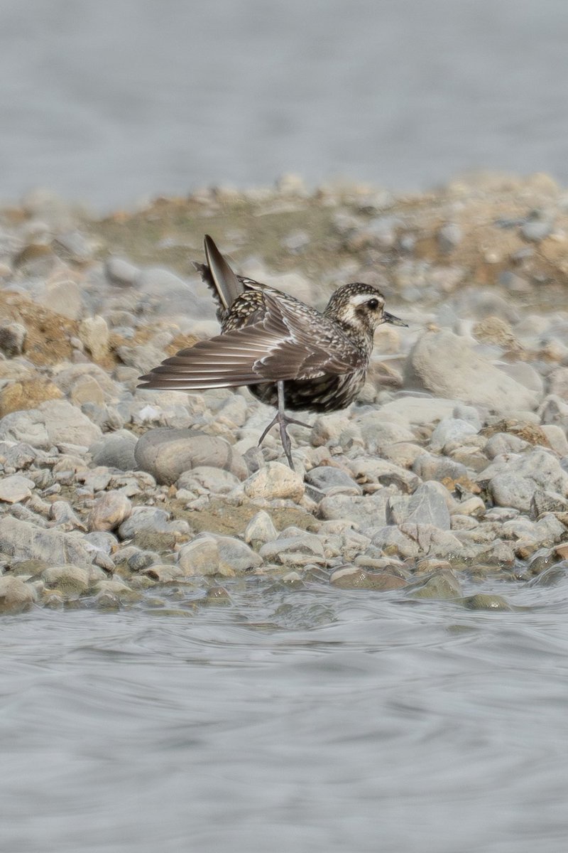 Japan_NatureW's tweet photo. #ムナグロ #ヨーロッパトウネン 🤔 #pacificgoldenplover #littlestint 溜池のシギチ 水位が下がってできた干潟にて #野鳥 #野鳥観察 #wildbirds #birdwatching #シギチ https://t.co/5jVynbw3o9