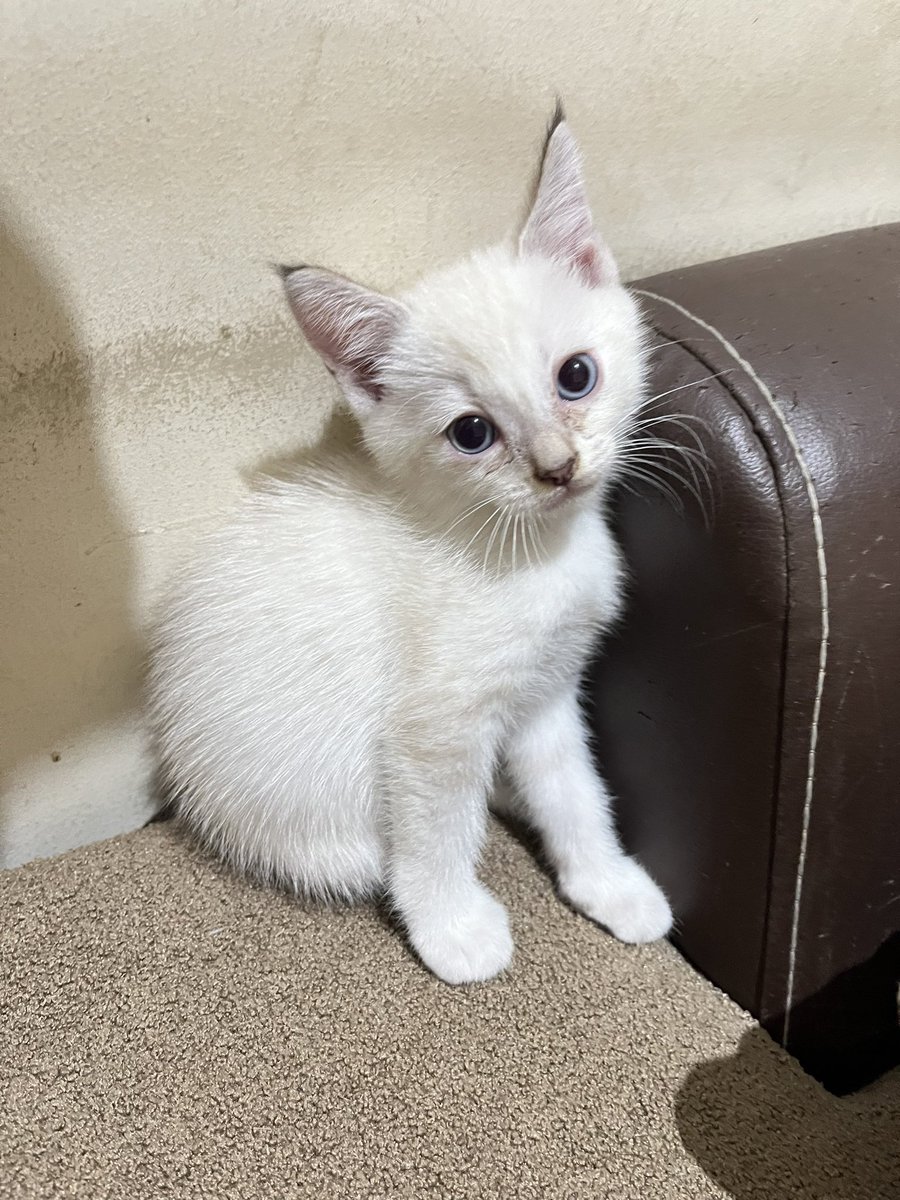 サクラ🌸 tweet media