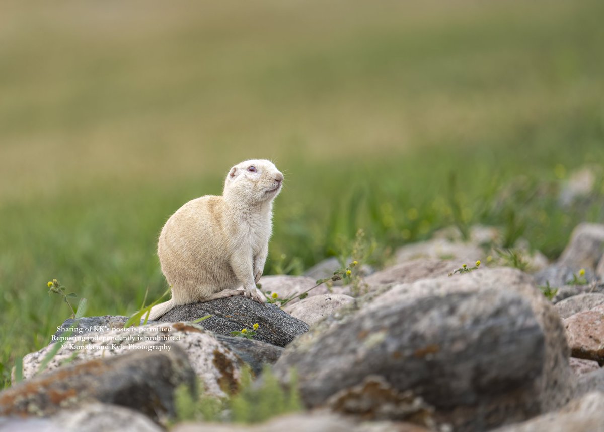 Tex Mex - the half white Ground squirrel!

#2026Calendar #RichardsonsGroundSquirrel #RichardsonsGroundSquirrels #GroundSquirrel #GroundSquirrels #WhiteRichardsonsGroundSquirrel #AlbinoRichardsonsGroundSquirrel #LeucisticRichardsonsGroundSquirrel #TwitterNatureCommunity