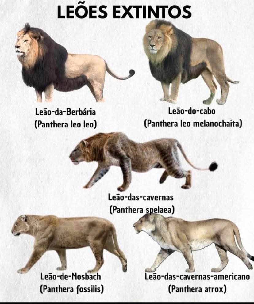 Mundo animal!! 🪺 Reino Animal .. 🐾 Fato curioso 💭 Leões extintos ✨🦁🚫 O  leão [feminino: leoa] é uma espécie de mamífero carnívoro do gênero  Panthera e da família Felidae, image size:828x992