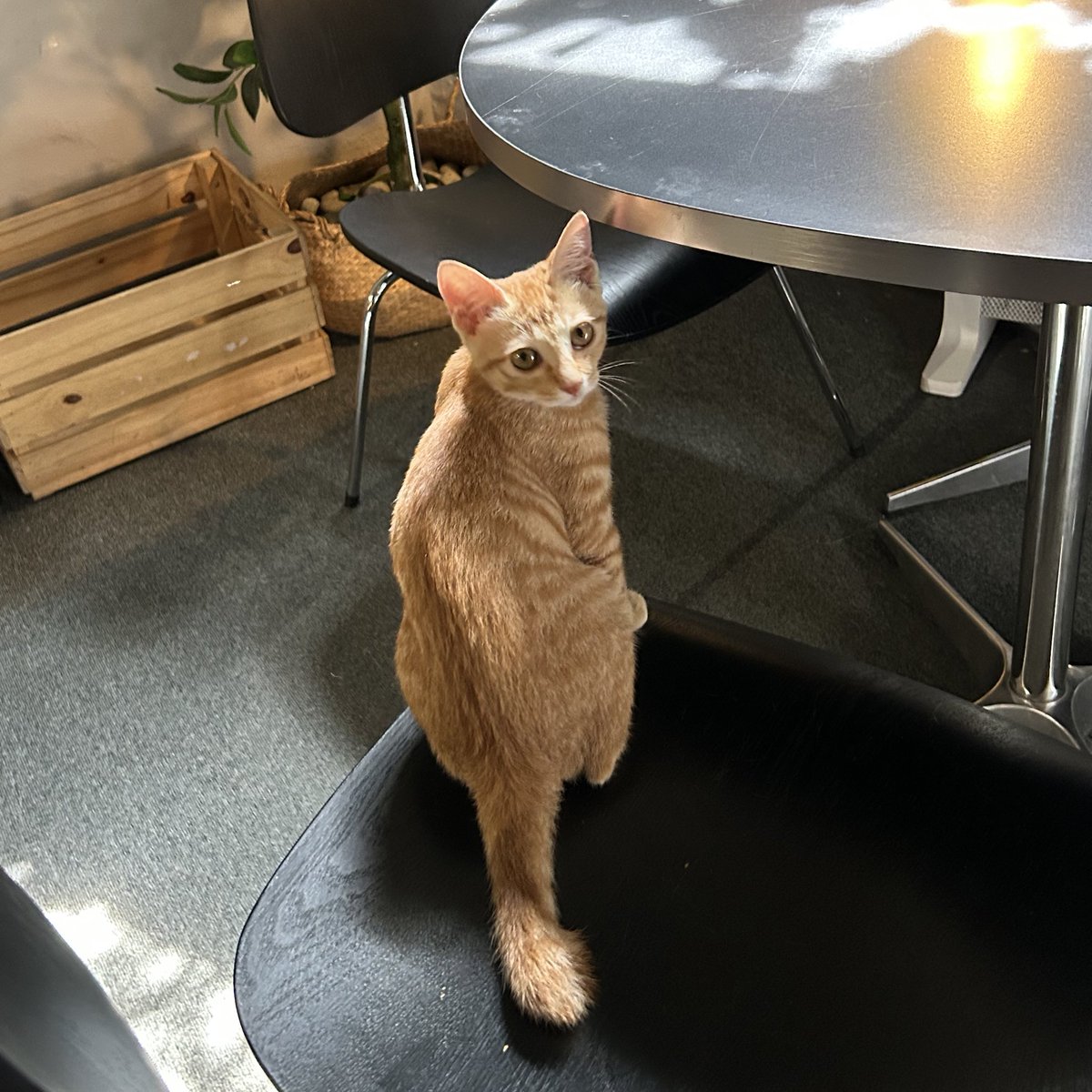 2xldish's tweet image. 대구 1박 문구 여행 타래*･゜ﾟ･*

그런데 독립서점을 곁들인...
술과 음식도 곁들인...