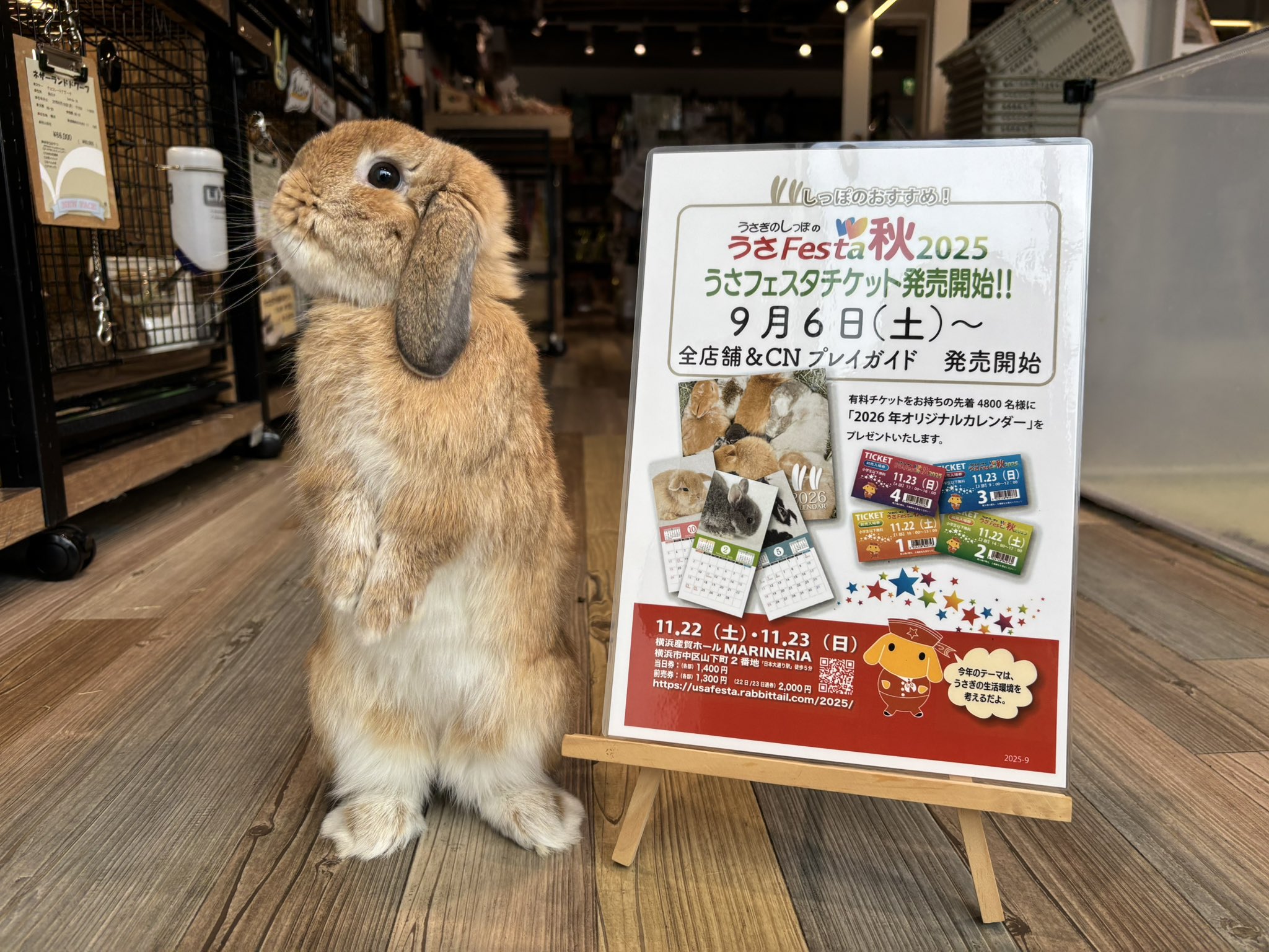 うさぎさんまとめ売り お値引きしました♡ ただのうさぎ。 on X: 