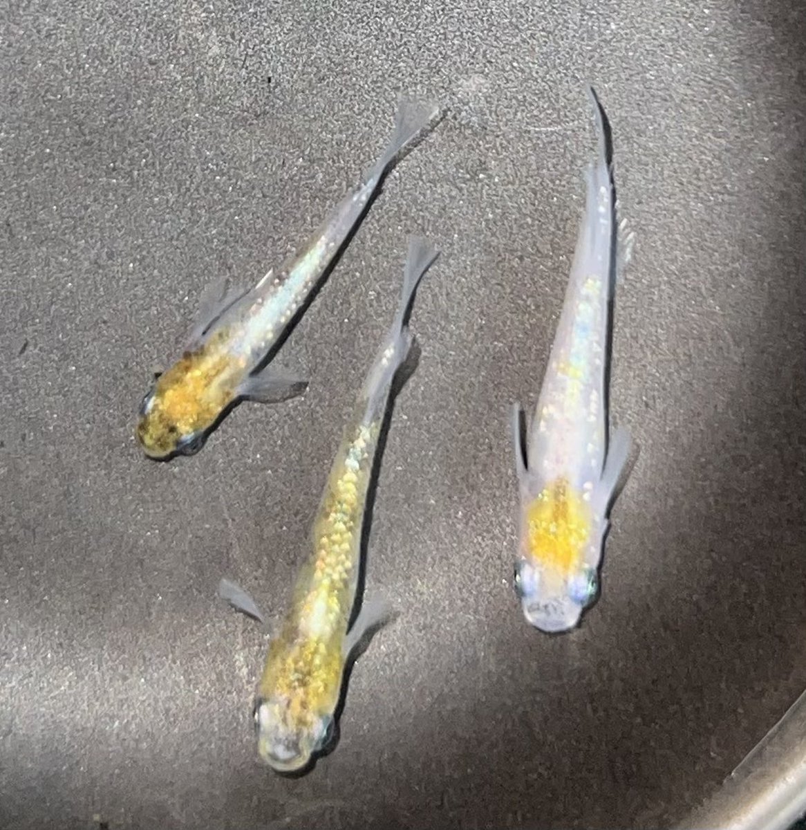 かねだい伊勢原【金魚・メダカ ・鯉】 on X: 