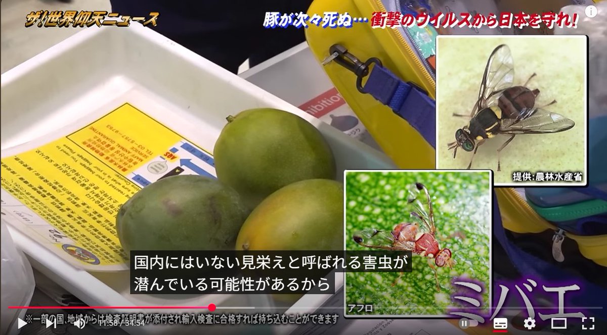 ꉂ☻ウクライナペーパーおすそ分けꉂ☻約10m ꉂ☻紙モノおすそ分けꉂ☻⑥ - メルカリ