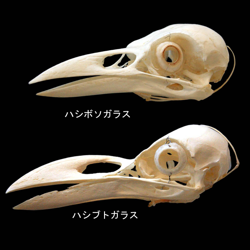 ハシブトガラスとハシボソガラス
頭骨はけっこう違います
＃カラスの日