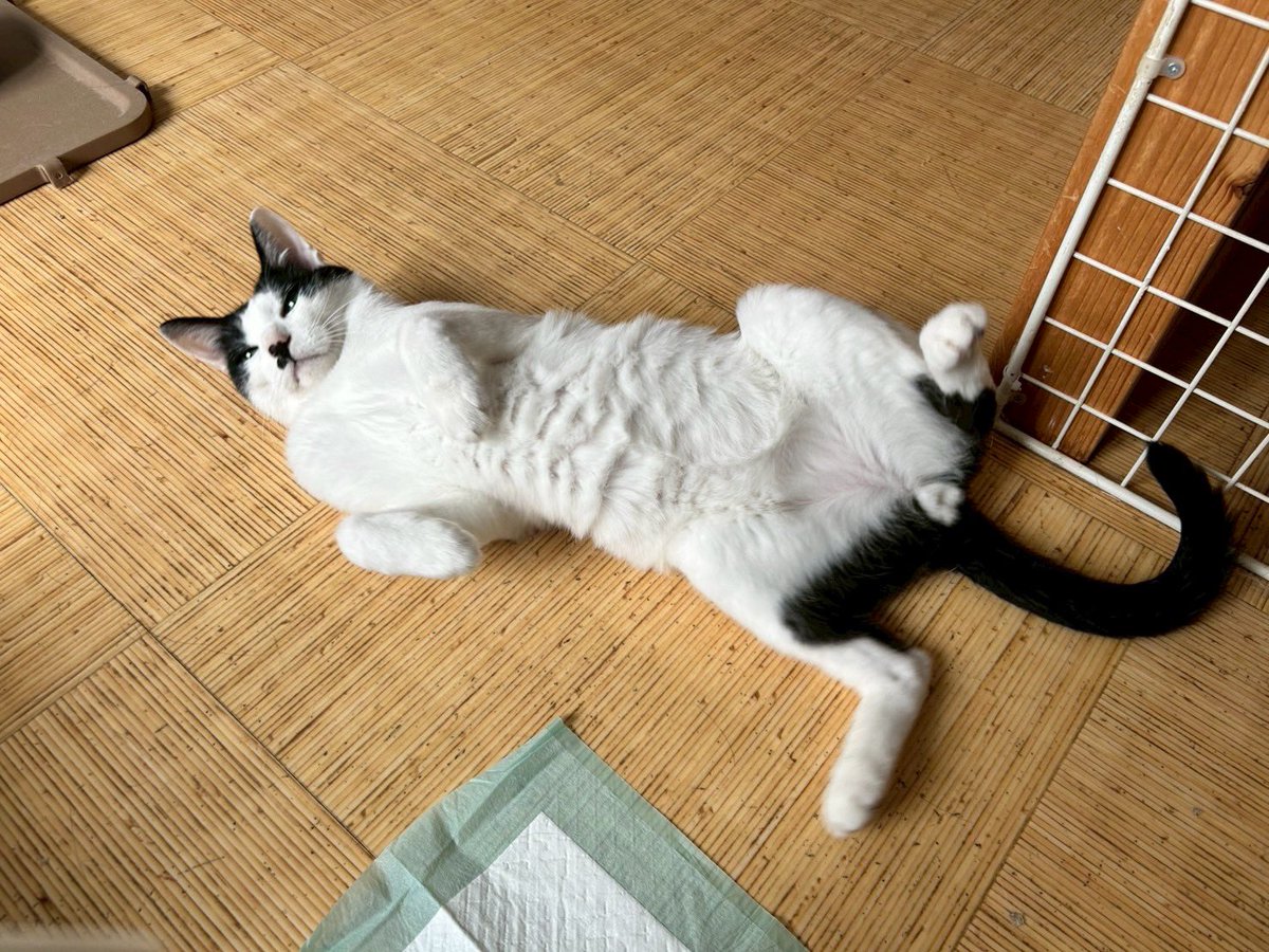 252522プロジェクト~ 100匹の猫の里親繋ぎ (@100_252522) / Posts / X