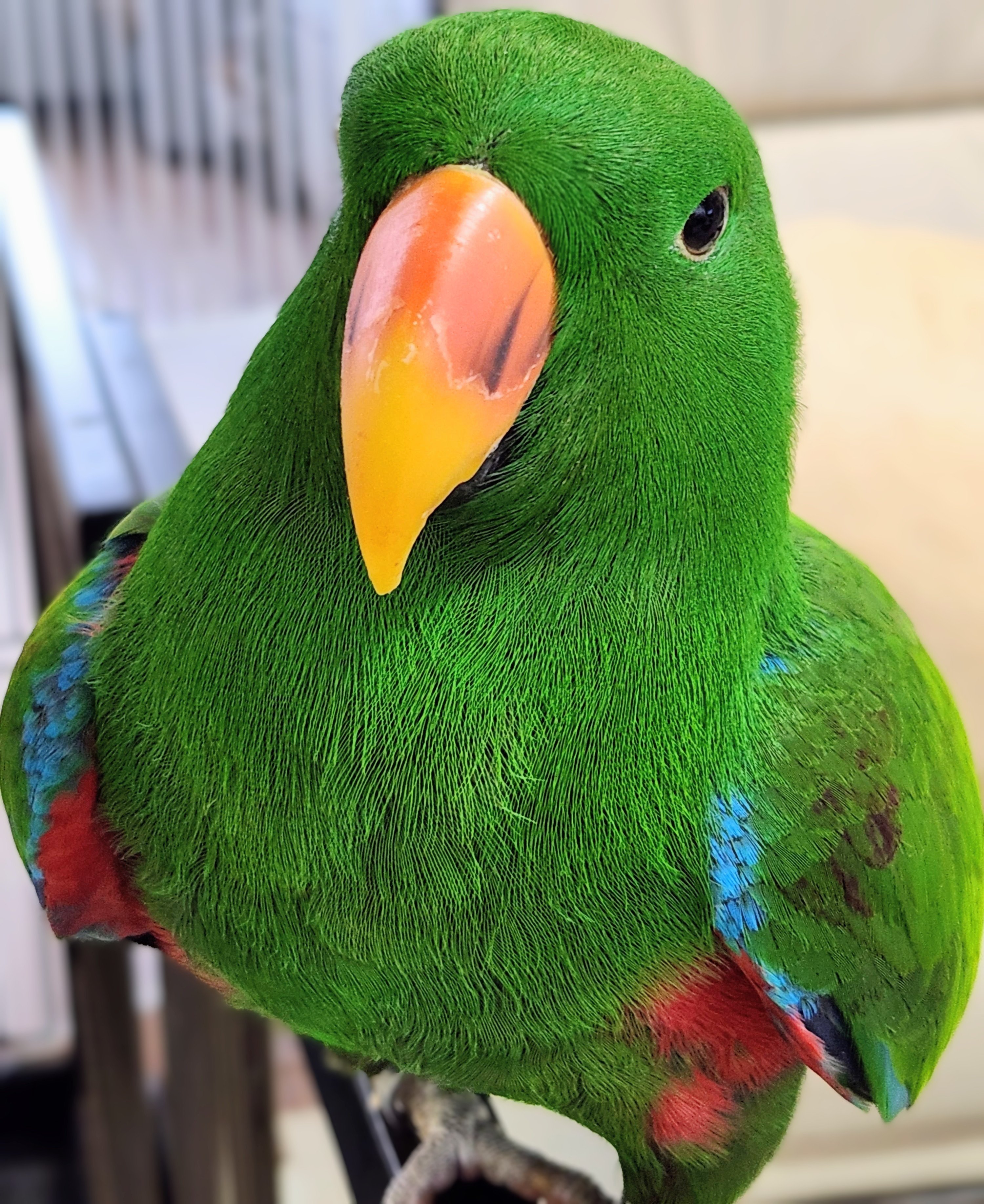 インコさん hq720.jpg?sqp=-