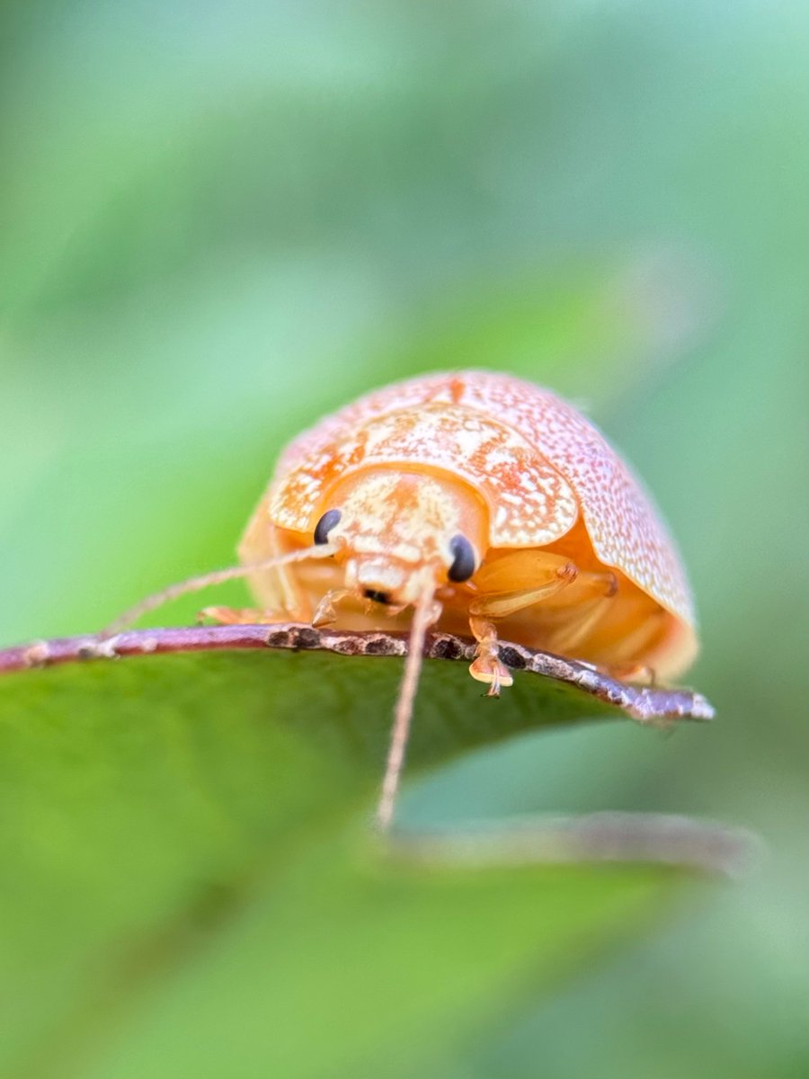 Paropis - Leaf Beetle
0.02 ETH