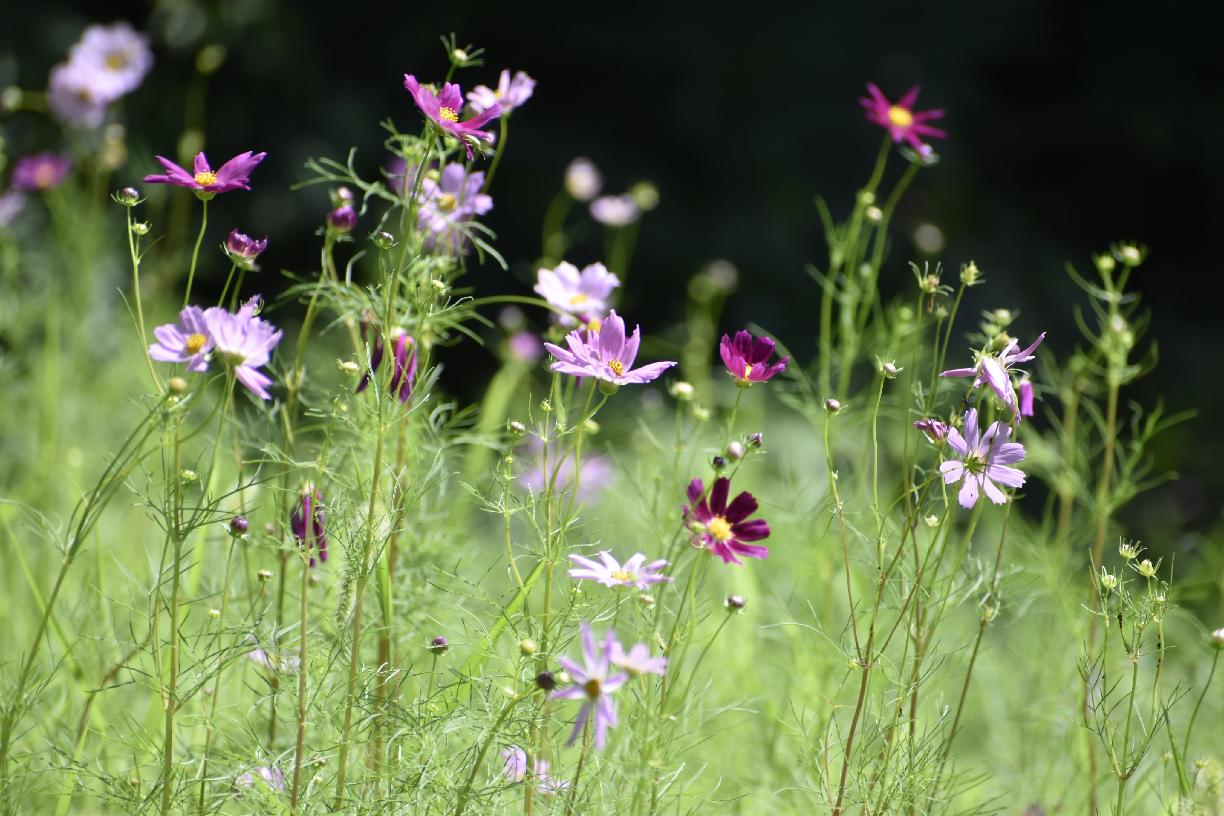 ♡コスモス様　5点オーダー♡ 明日のアーサー on X: 