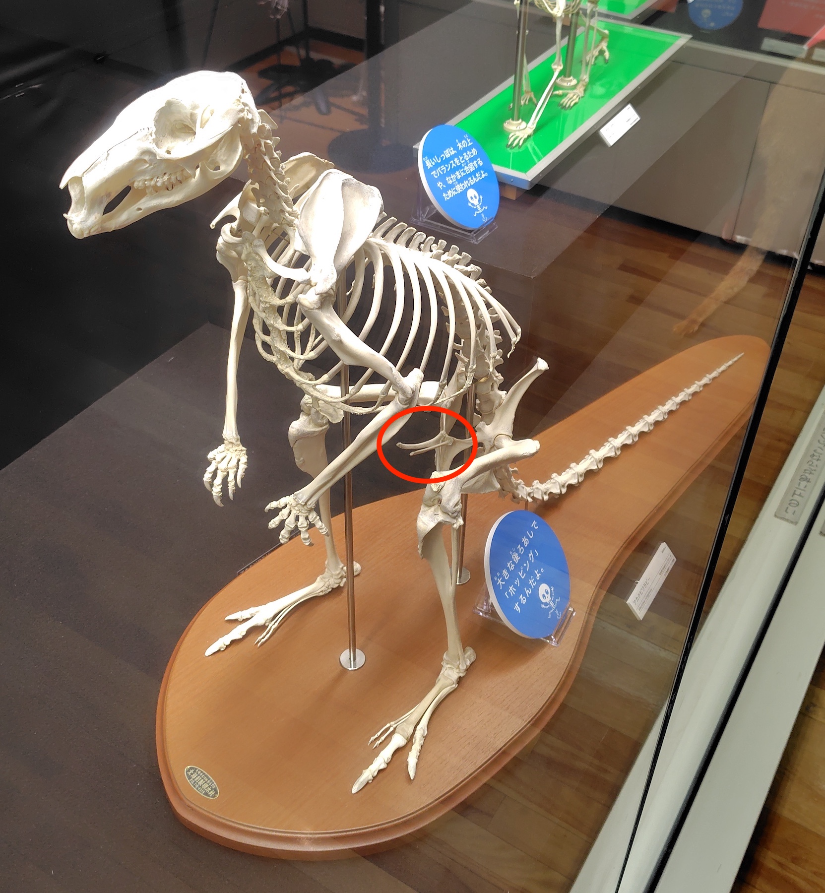 北九州市立いのちのたび博物館 on X: 