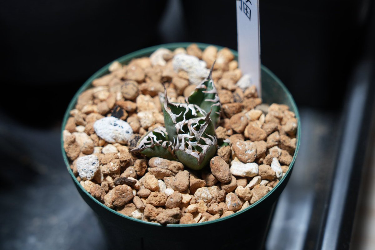 おはようございます！
朝は植活🪴
レッドキャットウィーズル
1年半で立派になりました😄