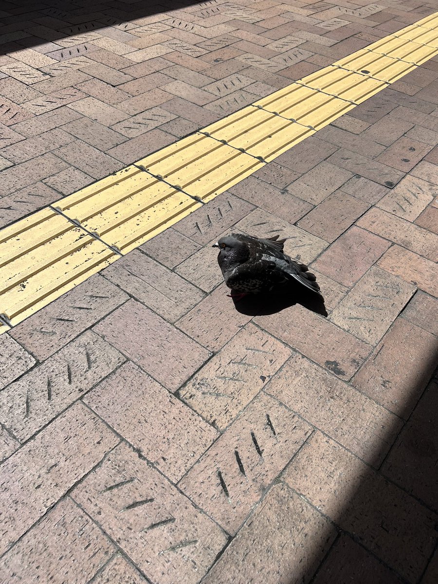 あざとい…
バス停の椅子に座って待っていたら、何かくれるかと思ったのか、元気に飛んできたくせに「ワタシ、羽を怪我してますの…」って感じでこんなポーズとられた😅観光地の鳩は人馴れしてるのかな… 世界遺産の🏯の近くの駅前にて