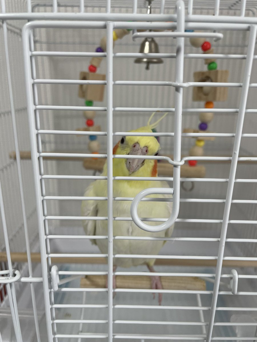 最近すごい羽が抜けるし自分でもよくむしってる😣換羽期っていうのね🪶春と秋に新しい羽に生え変わるらしい。羽を作るのに必要な栄養を摂る必要があるみたい💦サプリメントを買いに行こう！もっと鳥さんのこと勉強しないとな🥹 #オカメインコ #換羽期
肩に乗ってくれるようになって可愛さ倍増😍💕