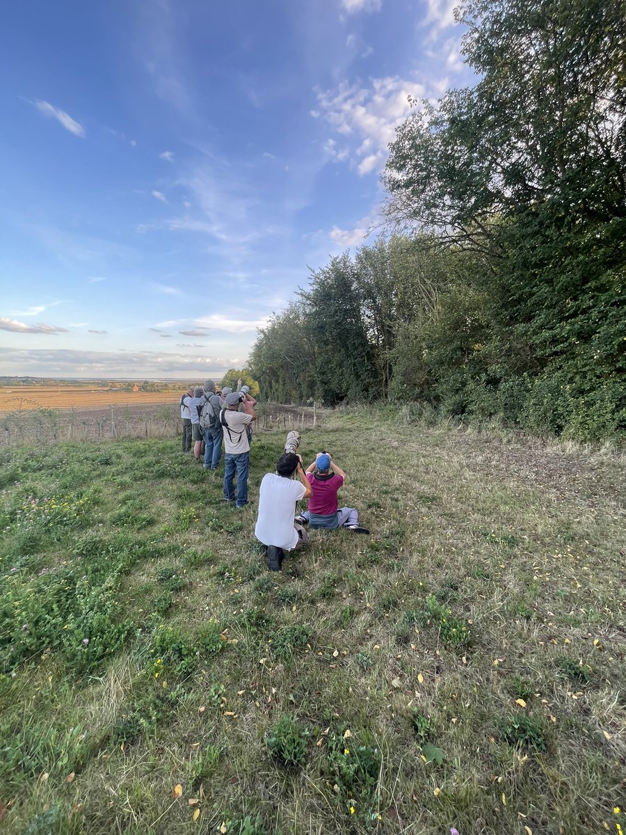 Brilliant Abberton record! Arctic Warbler. <a href="/EssexBirdNews/">EBwS Bird News</a> #Birding #UKBirding #EssexBirding
