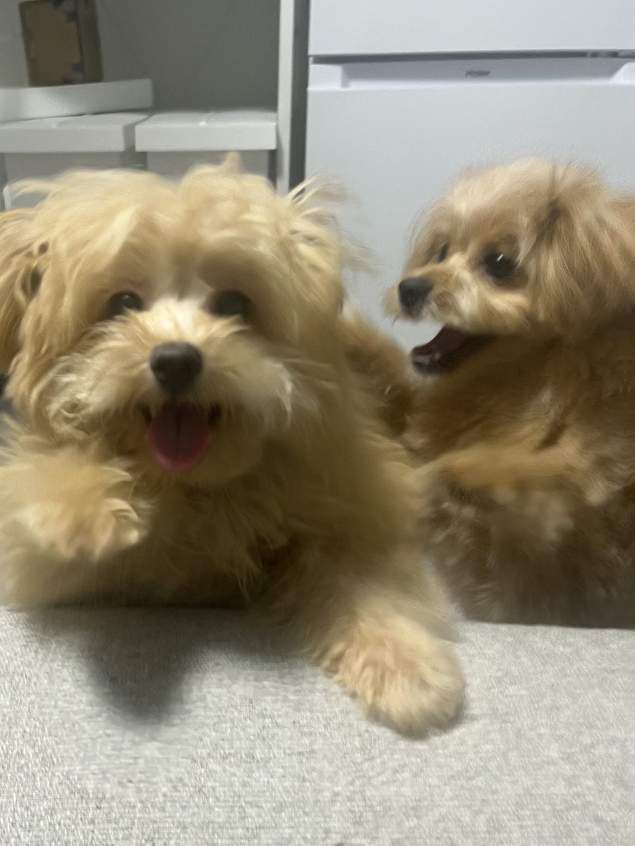 mochikome41928's tweet image. ずっと戯れあってるイッヌ🐶🐶

#ポメプー #pomapoo #MIX犬 
#犬のいる暮らし #犬好きさんと繋がりたい